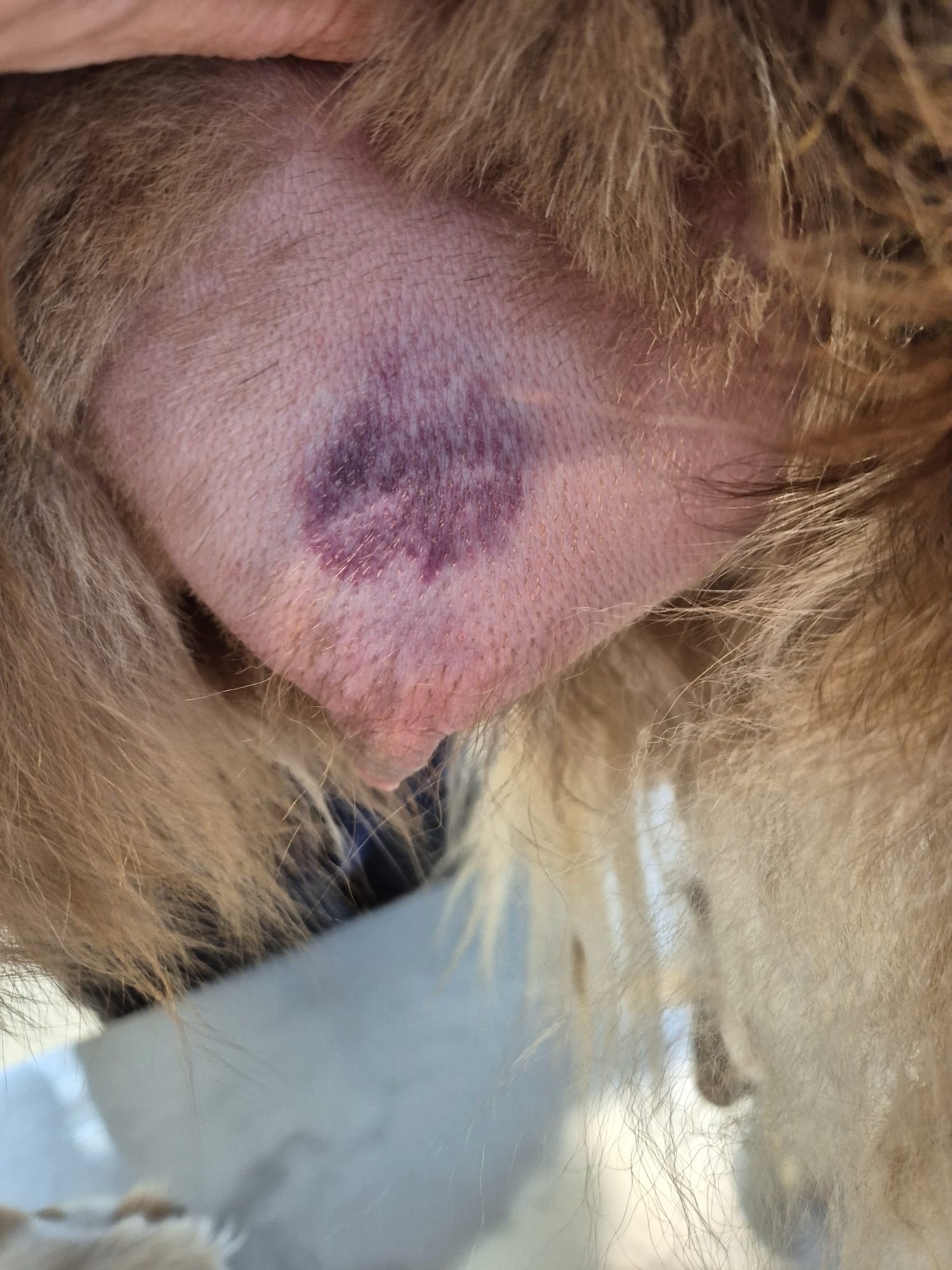 Mastitis bei einer Hündin, Dokumentationsfoto 1