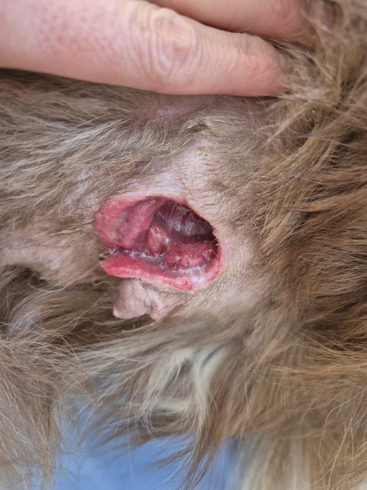 Mastitis bei einer Hündin, Dokumentationsfoto 2