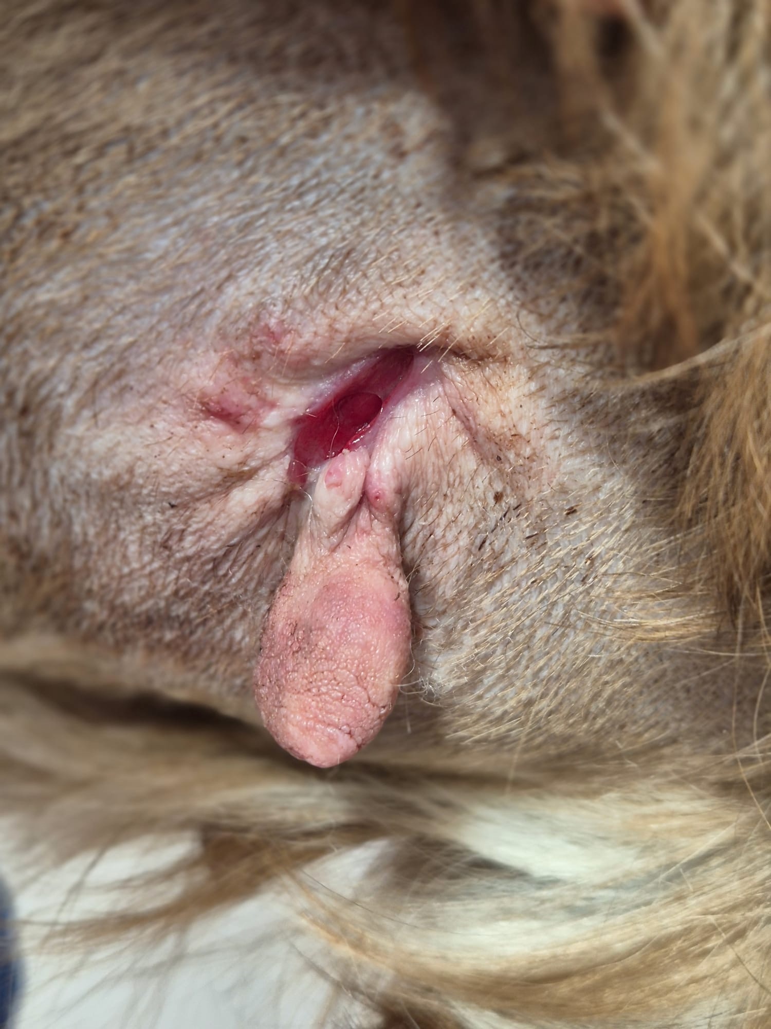 Mastitis bei einer Hündin, Dokumentationsfoto 4