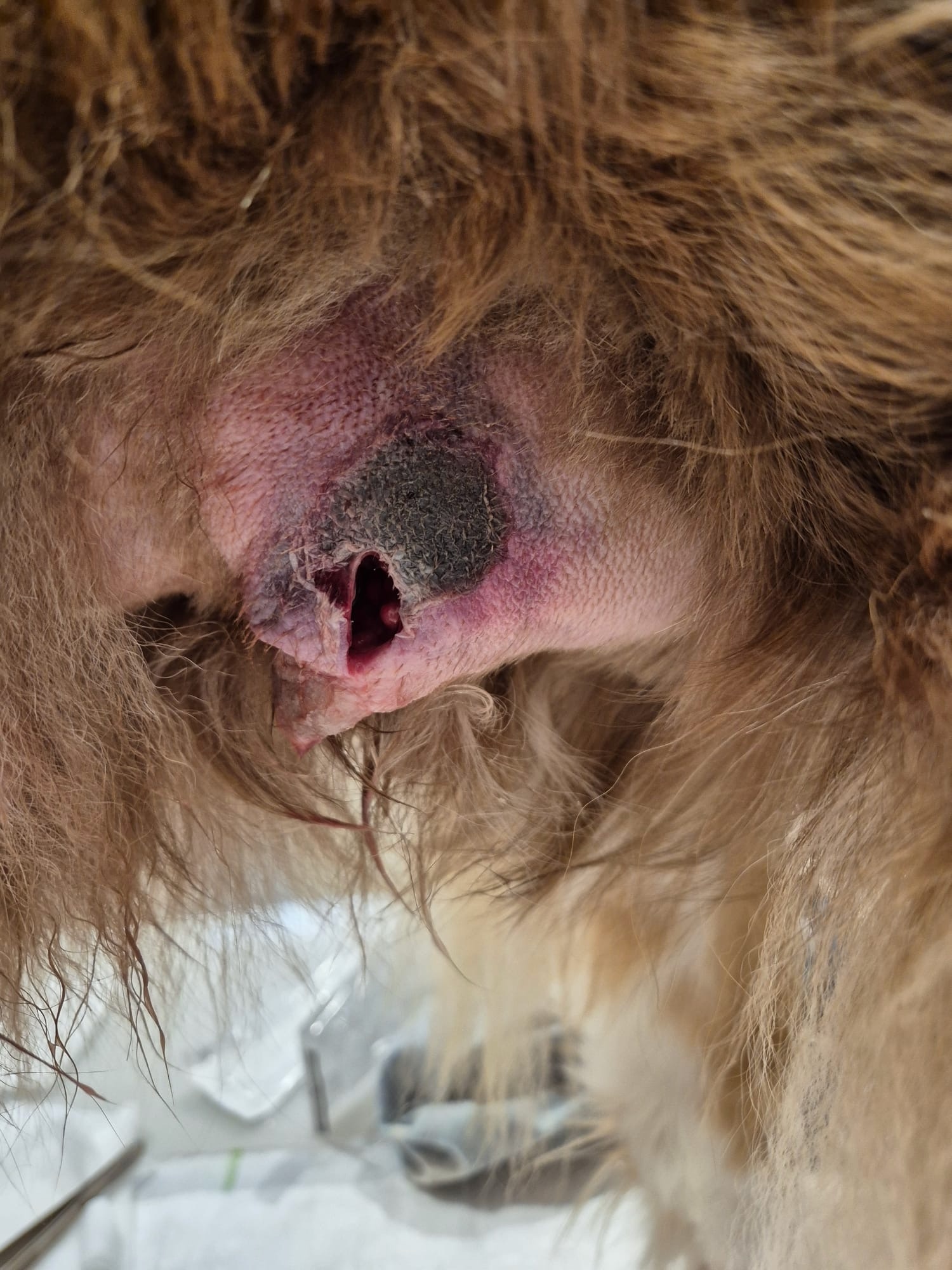Mastitis bei einer Hündin, Dokumentationsfoto 3